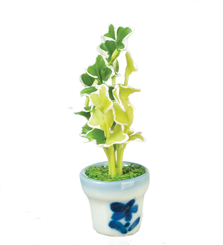 Ivy Spring Plant in Pot